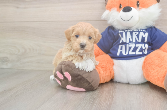 Best Maltipoo Baby