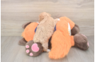 Adorable Malt Oodle Poodle Mix Puppy