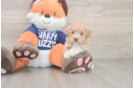 Playful Maltidoodle Poodle Mix Puppy