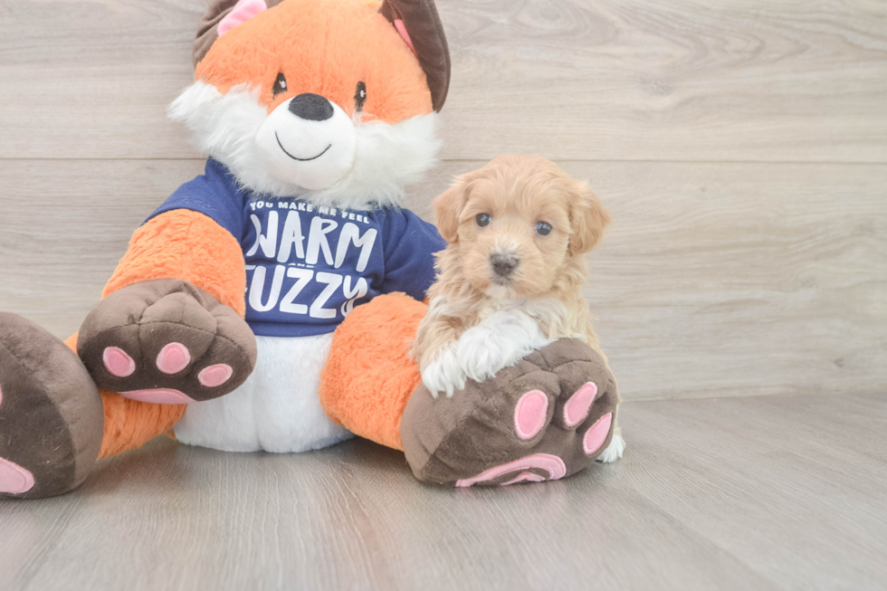 Playful Maltidoodle Poodle Mix Puppy