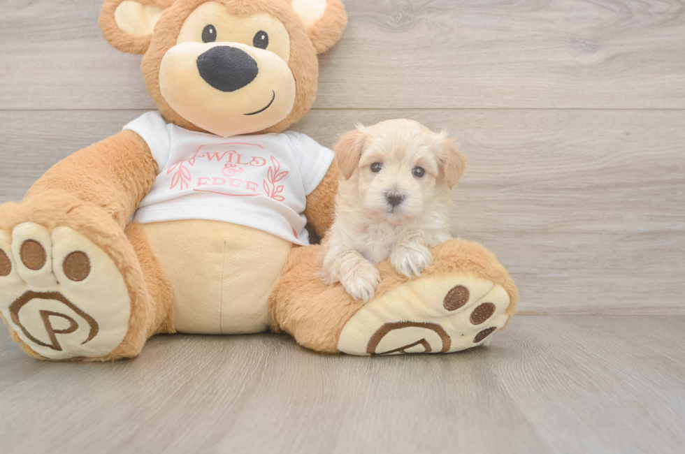 5 week old Maltipoo Puppy For Sale - Pilesgrove Pups