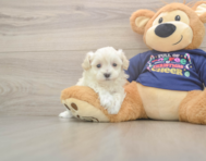 7 week old Maltipoo Puppy For Sale - Pilesgrove Pups