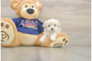 Best Maltipoo Baby