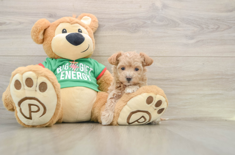 5 week old Maltipoo Puppy For Sale - Pilesgrove Pups