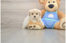 Maltipoo Pup Being Cute