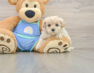 8 week old Maltipoo Puppy For Sale - Pilesgrove Pups