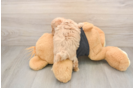 Maltipoo Puppy for Adoption