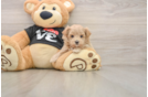 Little Maltepoo Poodle Mix Puppy