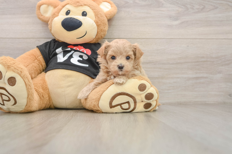 Little Maltepoo Poodle Mix Puppy