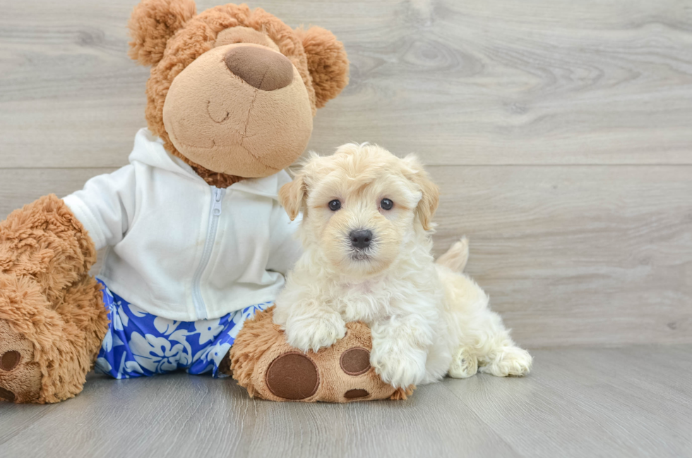 8 week old Maltipoo Puppy For Sale - Pilesgrove Pups