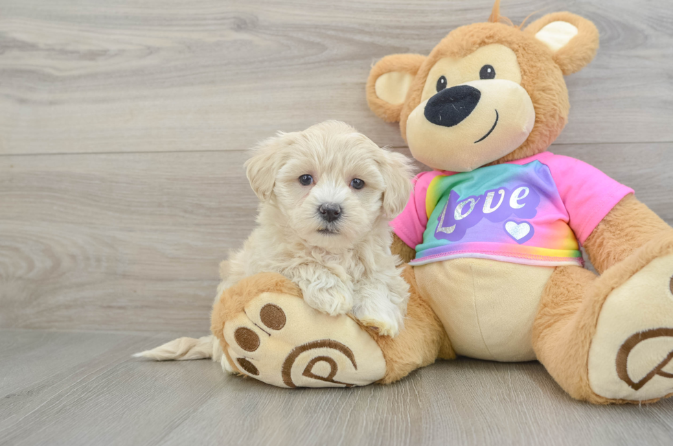 7 week old Maltipoo Puppy For Sale - Pilesgrove Pups