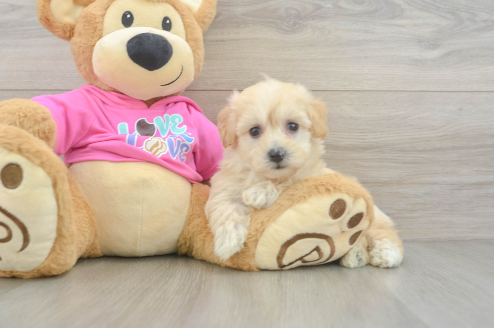 7 week old Maltipoo Puppy For Sale - Pilesgrove Pups