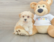 9 week old Maltipoo Puppy For Sale - Pilesgrove Pups