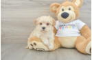 Best Maltipoo Baby