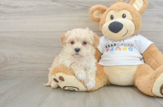 Best Maltipoo Baby
