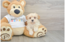 Best Maltipoo Baby