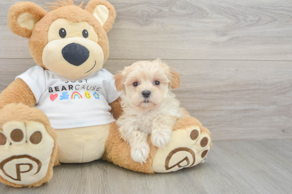 Best Maltipoo Baby