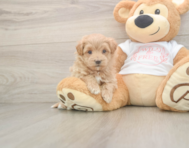 6 week old Maltipoo Puppy For Sale - Pilesgrove Pups