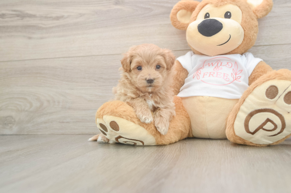5 week old Maltipoo Puppy For Sale - Pilesgrove Pups