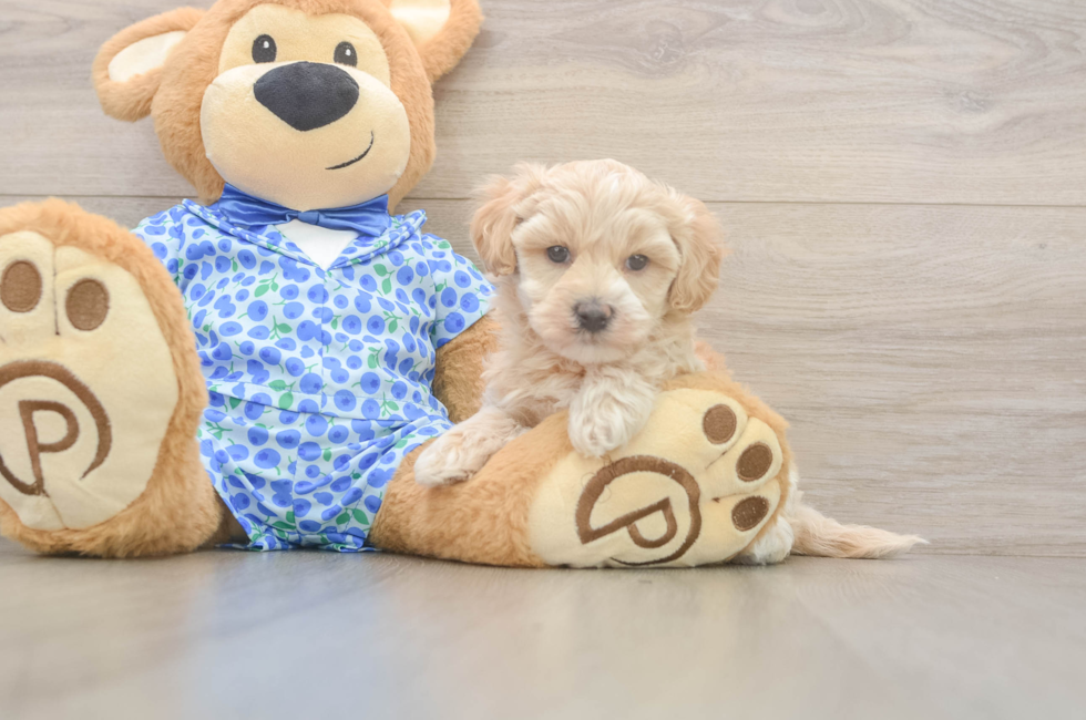 5 week old Maltipoo Puppy For Sale - Pilesgrove Pups
