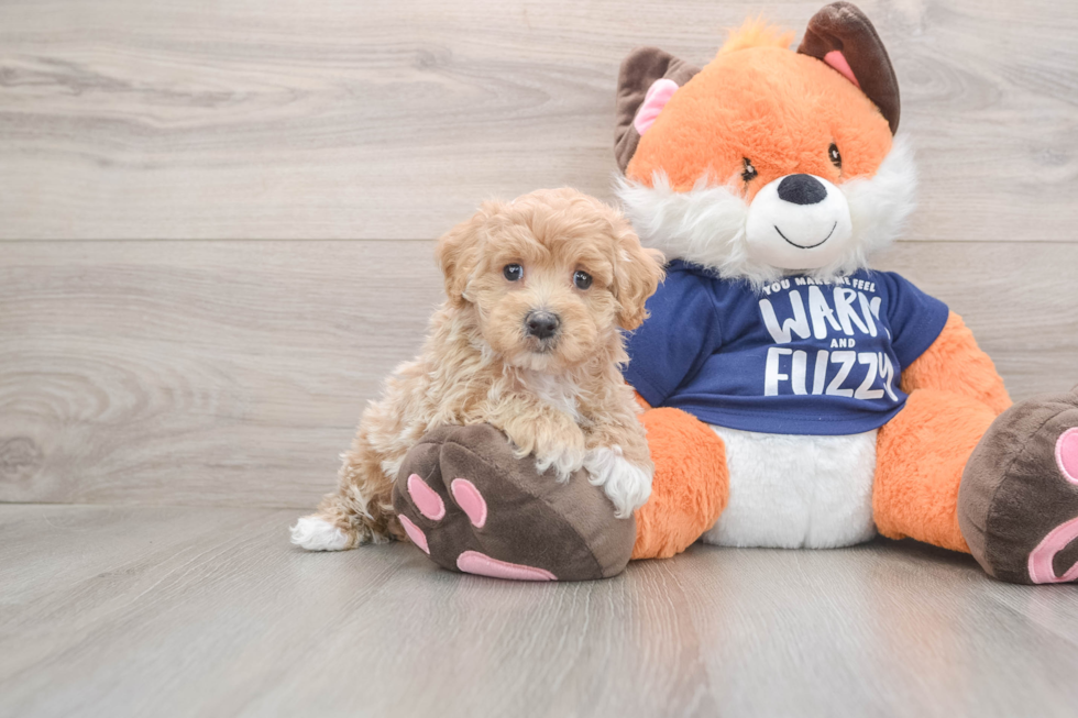 Energetic Moodle Poodle Mix Puppy