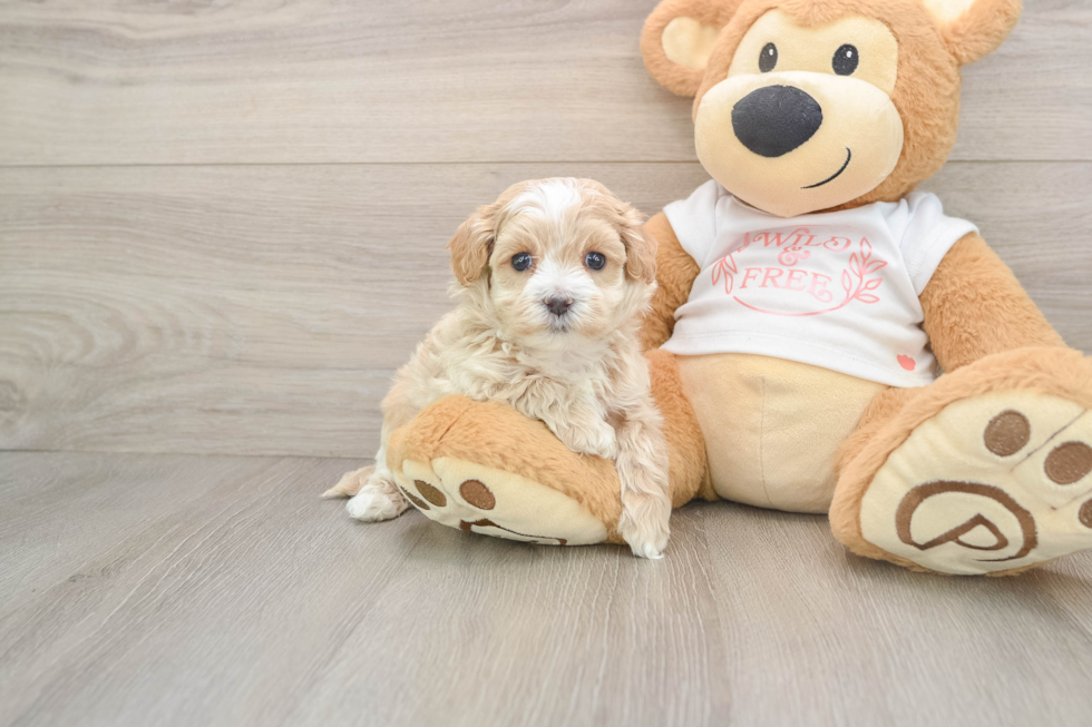 Funny Maltipoo Poodle Mix Pup