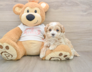 8 week old Maltipoo Puppy For Sale - Pilesgrove Pups