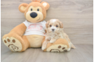 Funny Maltipoo Poodle Mix Pup