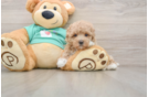 Hypoallergenic Maltepoo Poodle Mix Puppy