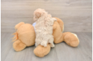 Maltipoo Pup Being Cute