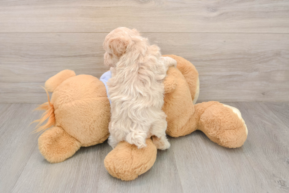 Maltipoo Pup Being Cute