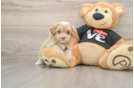Petite Maltipoo Poodle Mix Pup