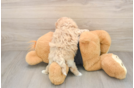 Maltipoo Pup Being Cute