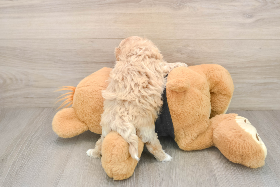 Maltipoo Pup Being Cute