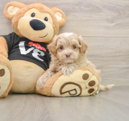 7 week old Maltipoo Puppy For Sale - Pilesgrove Pups