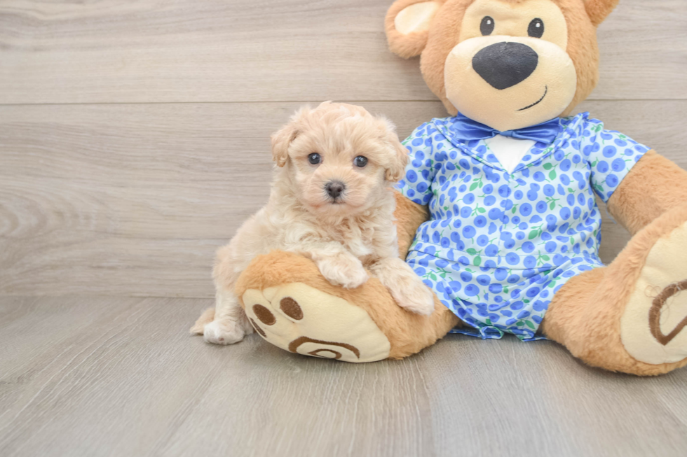 Maltipoo Pup Being Cute