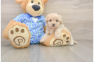 Playful Multipoo Poodle Mix Puppy