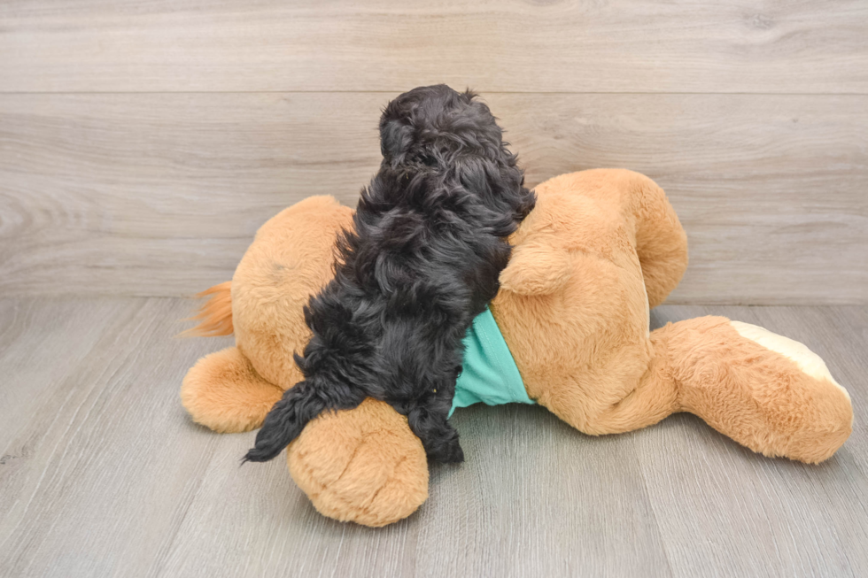 Hypoallergenic Malt Oodle Poodle Mix Puppy