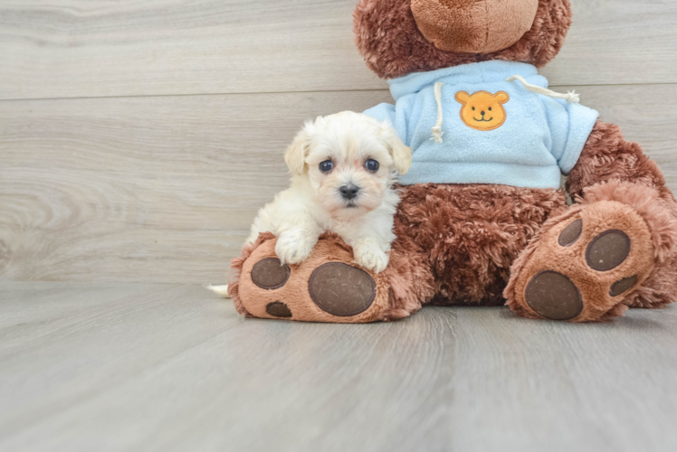 Maltipoo Puppy for Adoption