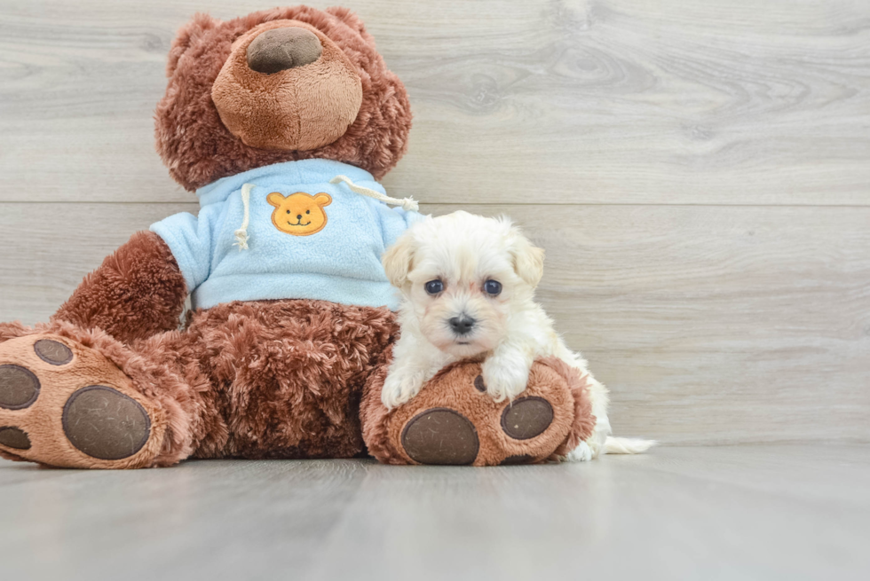 Happy Maltipoo Baby