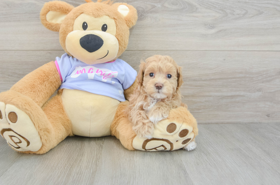 8 week old Maltipoo Puppy For Sale - Pilesgrove Pups