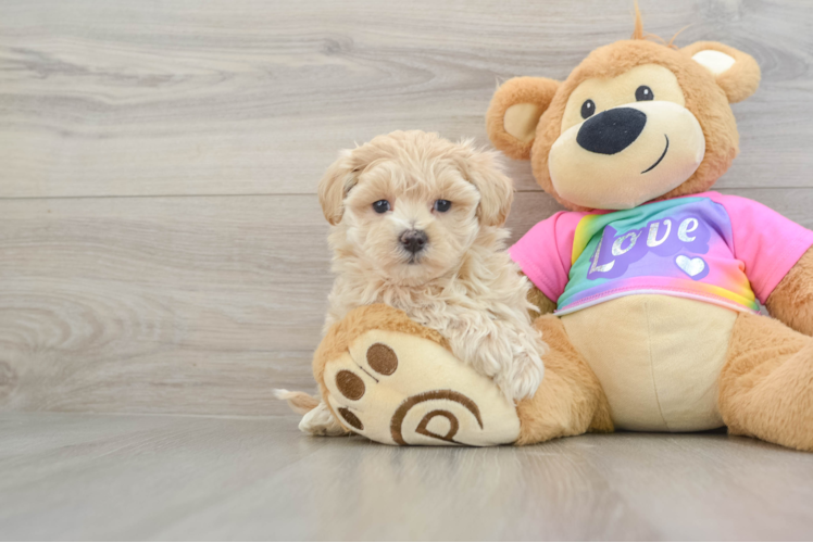 Hypoallergenic Moodle Poodle Mix Puppy