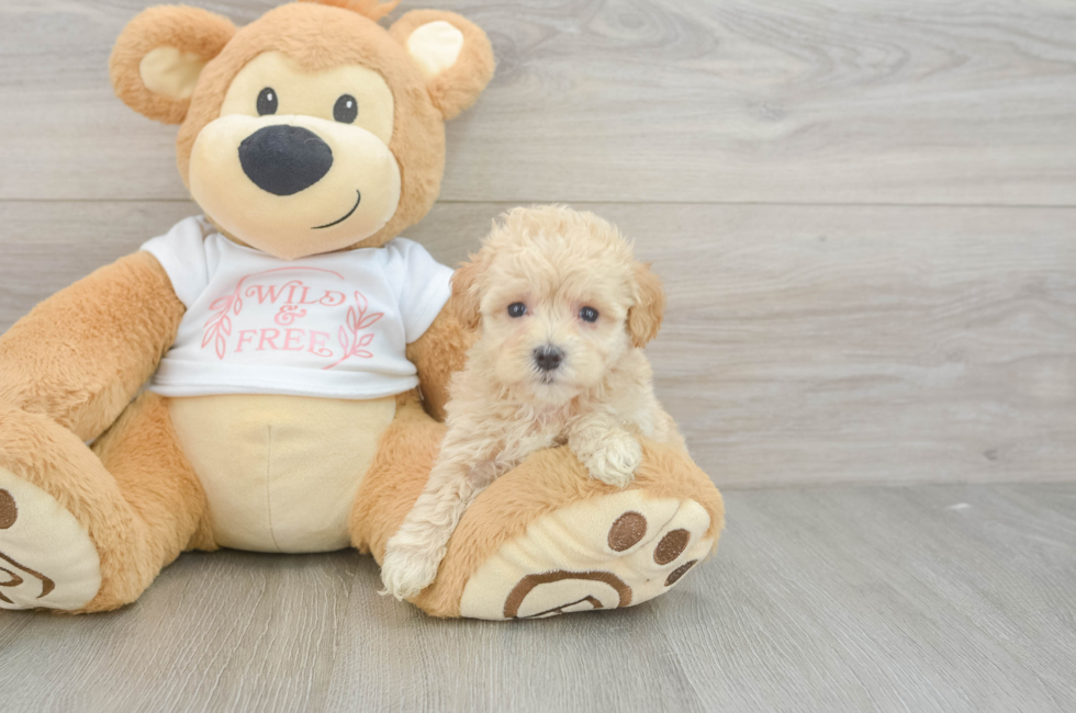 5 week old Maltipoo Puppy For Sale - Pilesgrove Pups