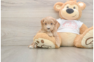 Maltipoo Puppy for Adoption