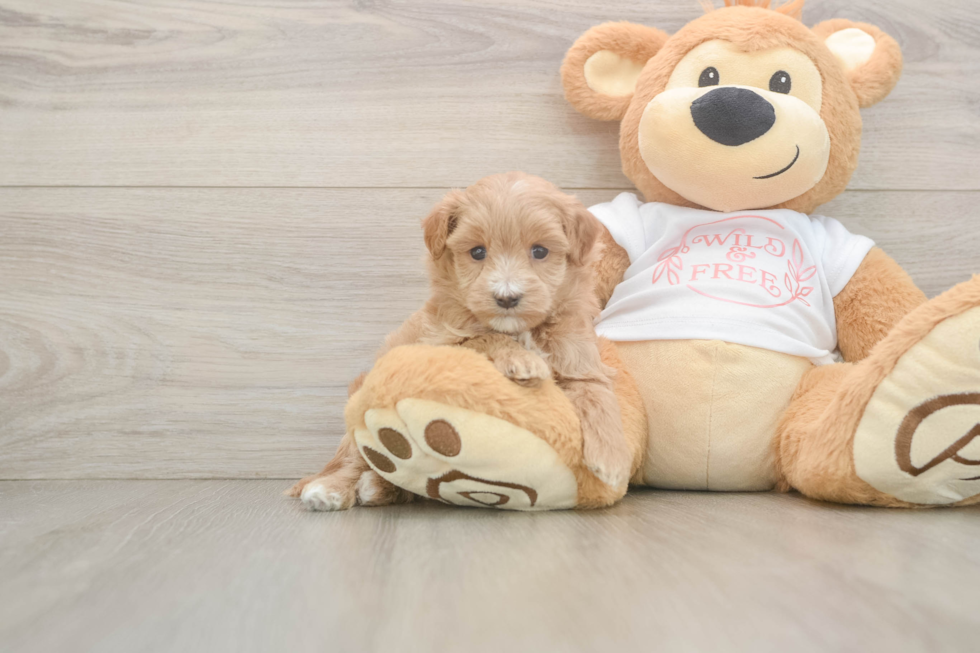 Maltipoo Puppy for Adoption