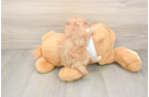 Maltipoo Puppy for Adoption