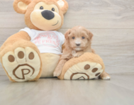 6 week old Maltipoo Puppy For Sale - Pilesgrove Pups