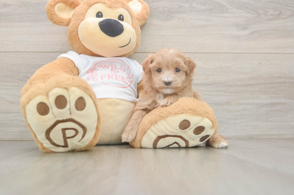Maltipoo Pup Being Cute