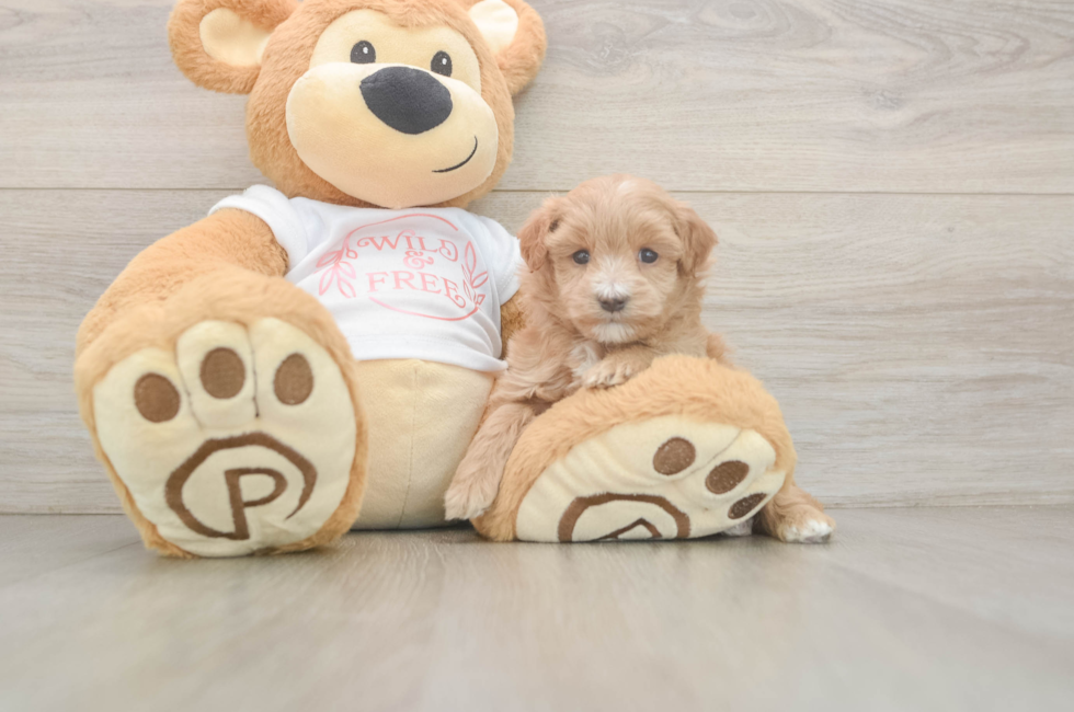 5 week old Maltipoo Puppy For Sale - Pilesgrove Pups