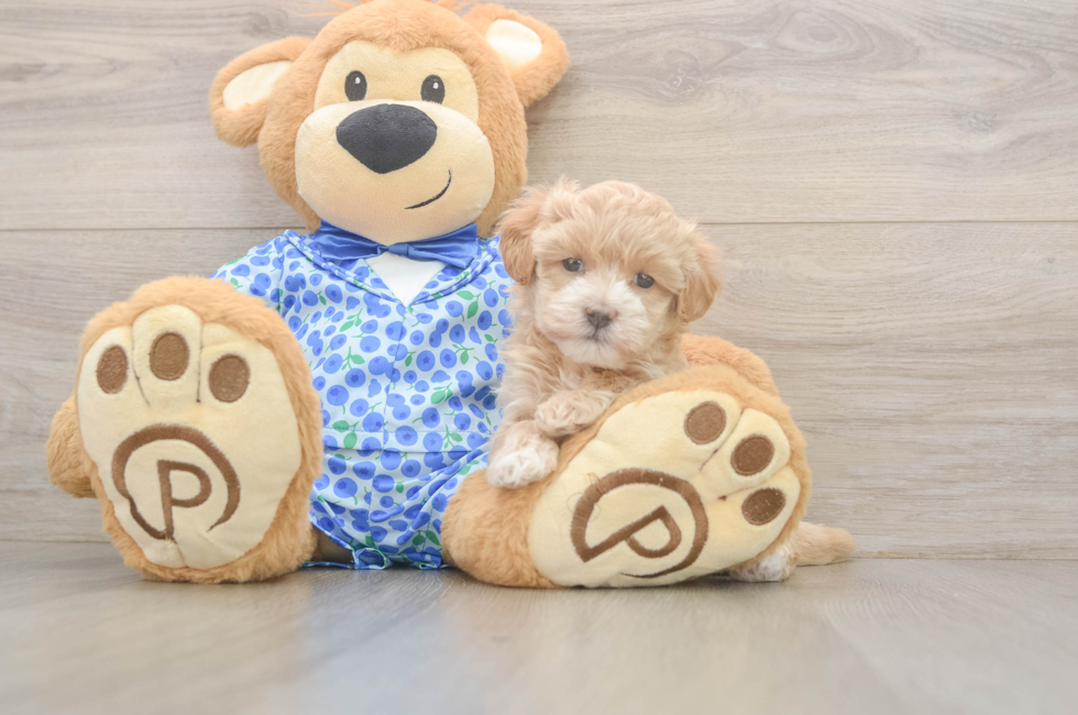 5 week old Maltipoo Puppy For Sale - Pilesgrove Pups